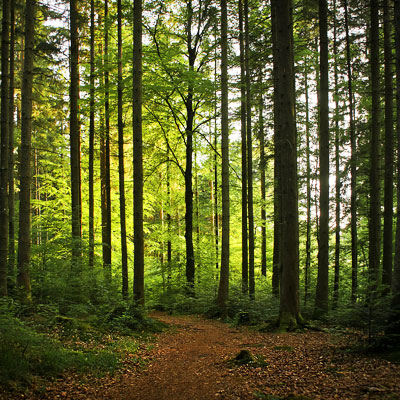 FSC-COC Forest Management System Zertifizierung