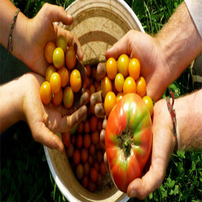 DOCUMENTI RICHIESTI PER L'APPLICAZIONE AGRICOLA AGRICOLA BIOLOGICA